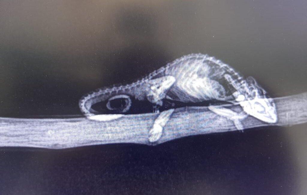 Village Vet Clinic Eastcliff